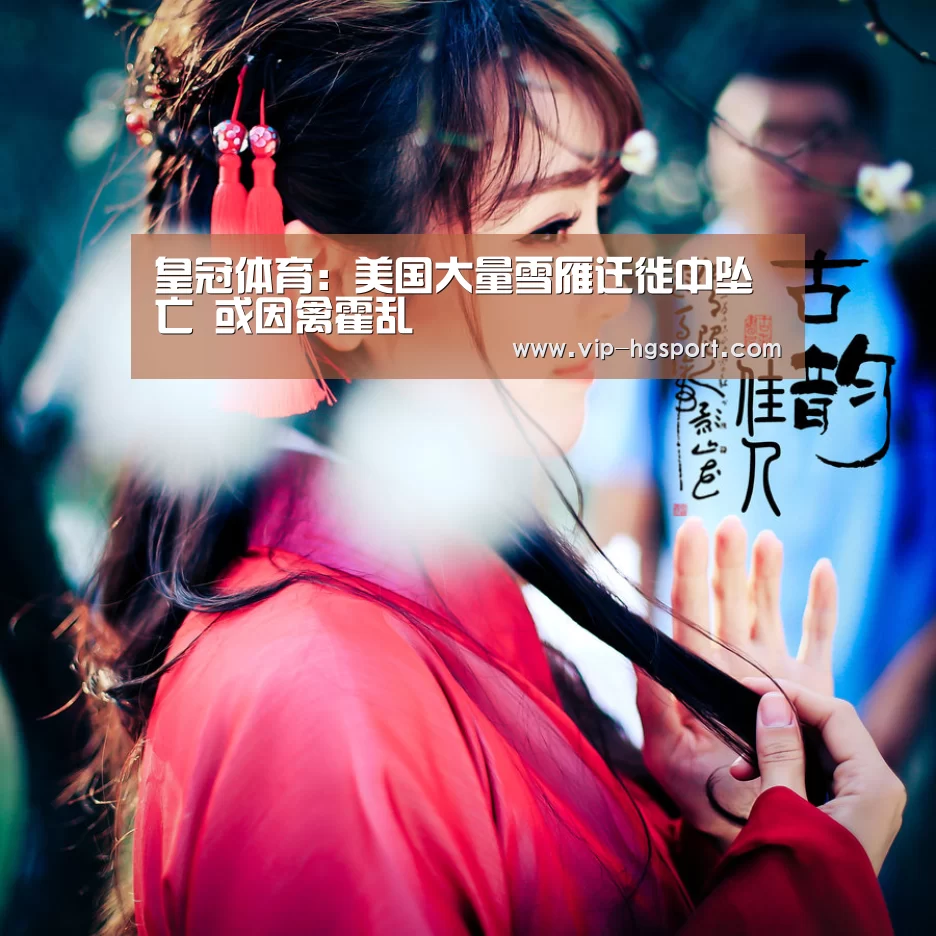 皇冠体育:美国大量雪雁迁徙中坠亡 或因禽霍乱(图1) 皇冠体育app